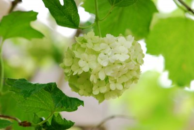 Viburnum opulus 'Roseum' - kalina obecná - květ